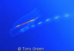 A jellyfish above my head on a Deco stop. by Tony Green 
